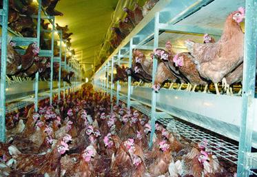 Les difficultés structurelles sur le marché de l’œuf ont conduit à la mise en place d’un fonds d’aides, réservé aux éleveurs spécialisés (au moins 80 % de leur chiffre d’affaires avec la production d’œufs) en difficulté (au moins 30 % d’endettement.