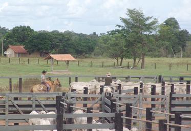 La perspective de voir entrer près de 100 000 tonnes de viande bovine d’origine sud-américaine sur le sol européen inquiète les éleveurs français.