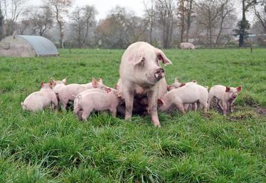 Les investissements pour se lancer en élevage de porcs bios sont lourds et peuvent dissuader des candidats.
