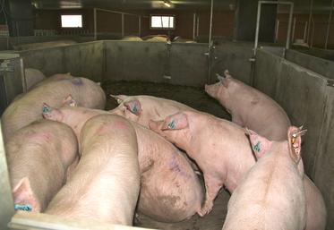 La FNP indique, dans un communiqué du 14 décembre, que le programme de biosécurité visant à prévenir la PPA  «couvre désormais la majorité des élevages».