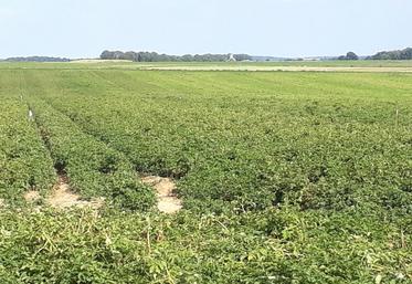 Champ de variété Markies encore vert. Quelques rejumelages au pied.