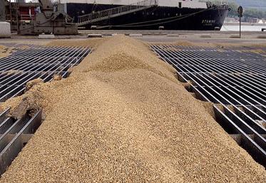 Les achats de blé tendre vers l’Algérie restent prédominants.