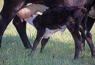 Le colostrum est le premier lait des vaches après la mise-bas.
