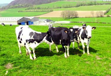 Une sortie précoce des animaux améliore le démarrage de l'herbe, le tallage et, plus globalement, la qualité et la quantité.