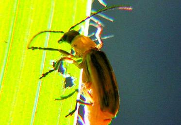 Diabrotica virgifera, la “chrysomèle” du maïs , faisait partie des espèces classées “organisme de quarantaine” lors du piégeage d’un specimen, en 2013 à Rivery. 