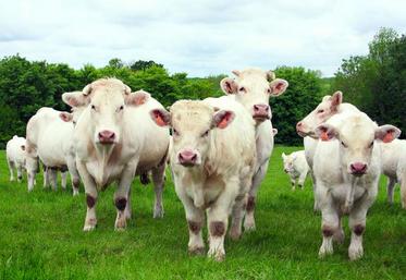 Les différents systèmes de production les plus répandus dans la région sont analysés chaque année par le réseau viande bovine Nord Picardie.