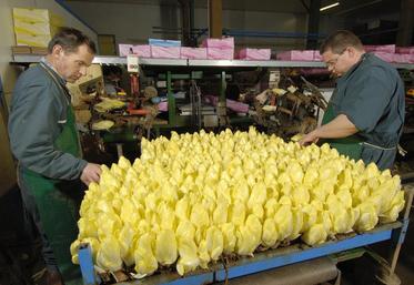 «Les consommateurs demandent plus d’homogénéité dans le sachet de 1 kg : 5 à 6 endives au calibre 
un peu plus petit», précise Mathieu Pecqueur, chef du service agriculture et qualité de la FCD.
