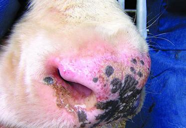 Les symptômes rassemblent hyperthermie, abattement, catarrhe (écoulements nasaux), œdèmes (tête, membres), avortements et stérilité (chez les mâles).