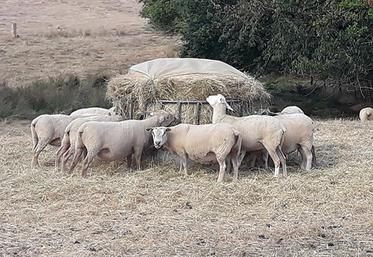 Les brebis vides se satisfont de foin de qualité moyenne si elles sont en bon état.