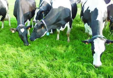 Des prairies de qualité sont bénéfiques à la productivité des animaux.