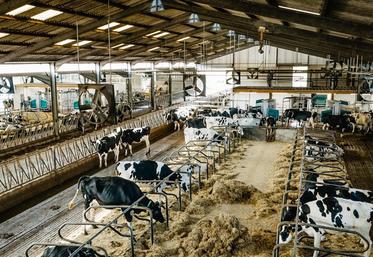 Cinq robots de traite DairyRobot R9500 sont installés dans deux bâtiments distincts (deux et trois robots), en circuit libre. 