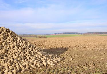 La CGB souhaite que le sucrier propose à ses betteraviers d’indexer une partie de ses betteraves sur le marché à terme.