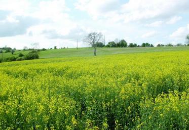 Les haies peuvent être mitoyennes, elles doivent comporter des arbres, des arbustes et d'autres ligneux.