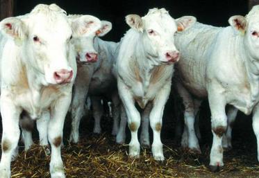 Produire des animaux légers pour s’adapter au consommateur. 