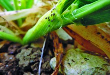 La surveillance des infestations de pucerons n’est pas toujours aisée, notamment en fin d’automne, mais elle reste nécessaire. Les premiers stades sont les plus sensibles mais l’infection reste possible jusqu’à environ fin tallage si les conditions sont favorables à l’activité des pucerons.