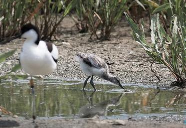 Avocette et son jeune.