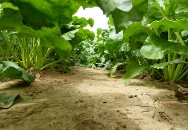 "La décision de verser ce supplément est prise dans un contexte de marché fortement déprécié et alors que le groupe Südzucker anticipe un résultat déficitaire pour son activité sucre", explique Saint Louis Sucre.