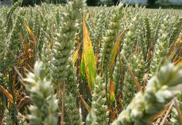 La pression «septoriose» ne sera pas nulle mais tardive. Le risque rouille jaune reste élevé avec des conditions climatiques favorables à son développement. La rouille brune est à surveiller avec un cumul de températures élevé depuis les semis.