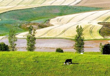 Lorsque l’atelier d’élevage rend un service aux productions végétales, et réciproquement, c’est la complémentarité cultures et élevage. 