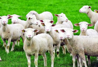 Les agnelles représentent l'avenir du troupeau. Les élever, c'est avant tout les préparer à leur carrière de futures productrices d'agneaux et de lait.