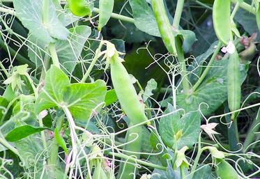 Tous les pois, y compris les pois de conserve, sont considérés comme des SIE au titre des «surfaces portants des plantes fixant l'azote».