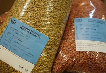 Vu le contexte climatique défavorable, voilà plus de deux semaines que la profession a exprimé son inquiétude face à un manque potentiel en semences certifiées pour certaines variétés.