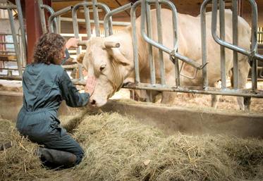 De plus en plus d’agriculteurs se tournent vers des médecines alternatives comme l’homéopathie, l’aromathérapie ou l’ostéopathie pour soigner leurs animaux.