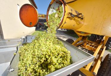 Les indicateurs montrent une baisse très sensible des volumes vendus lors du second semestre 2018 de 4,9 % à 3,5 millions d’hectolitres.