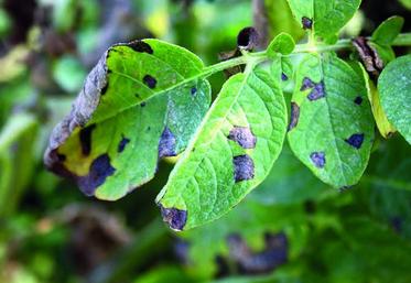 L’alternariose est, après le mildiou, la deuxième maladie fongique la plus importante. Elle peut provoquer des pertes 
de rendement de 20 % en moyenne, notamment lorsque la maladie se manifeste de façon précoce. 