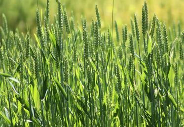 Cette campagne, les feuilles du blé étaient indemnes de taches, signe de l'absence de maladie. Une aubaine pour la stratégie de réduction des produits phytosanitaires.