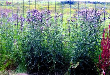 L’an dernier, les chardons ont  proliféré sur les abords de l’A29.