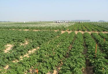 Les essais menés par Arvalis ont démontré l’efficacité du Beloukha lorsqu’il est appliqué sur fanes broyées, par temps sec et ensoleillé.