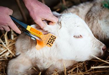 La pose de la boucle de dépistage BVD est à faire sur l’oreille droite.