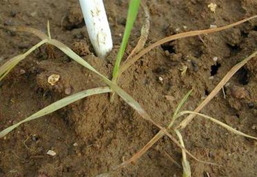 L’excès d’eau et le gel sont apparus ou se sont prolongés jusqu’au milieu du tallage.