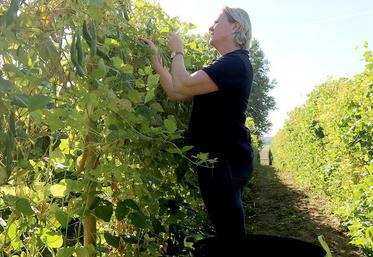 Les producteurs, dont Géraldine Toupet cherchent toujours de nouvelles idées de dégustation de leurs haricots de Soissons.
