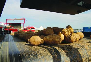 Aviko entend maintenir ses positions sur le marché mondial des produits transformés à base de pomme de terre, 
lequel devrait peser 16,5 millions de tonnes à l’horizon 2025.