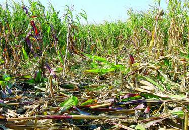 Les dégâts de gibier ont coûté autour de 400 000 euros à la fédération des chasseurs de la Somme.