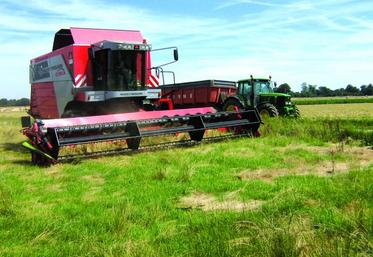 Les difficultés de récolte sont un frein au maintien de la production de semences de graminées.