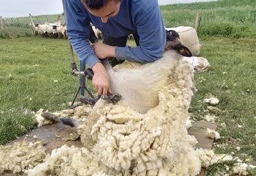 Les tondeurs pratiquent la méthode Bowen : quarante et un coups de tondeuse en deux minutes, pour une toison en une seule pièce. 