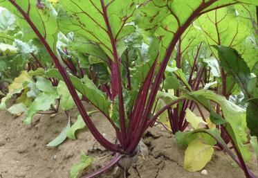 Les betteraves rouges sont des légumes racines dont l’arrachage peut provoquer des tassements, s’il est réalisé en conditions humides.