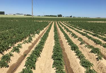 Le goutte-à-goutte a, pour lui, de pouvoir en direct s’adapter au besoin des plantes grâce à des apports fractionnés,  mais se distingue aussi par des temps d’installation et de démontage importants.