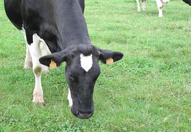 Remplacer le  traditionnel concours de la race Holstein de la foire agricole de Montdidier par un événement numérique, c’est l’idée avancée  par Elie Vermersch  et qui a recueilli une large approbation au sein de l’association. Son nom ?  Le «e-Montdidier Show». 