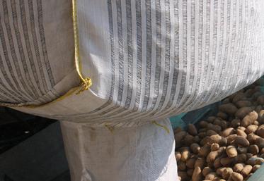 Plants de pommes de terre dans big bag