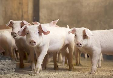 Depuis août 2020, huit-cents porcs du groupement Le Porcilin (62) reçoivent une alimentation enrichie en huile d’insecte. Cette pratique va être largement étendue. 