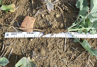 Colza au stade pivot 30 centimètres. 