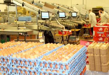 Sur plus de 850 millions d’œufs commercialisés par Cocorette, 500 millions sont conditionnés sur le site de Doullens (80), 
le vaisseau amiral du groupe, acquis en 2010. 