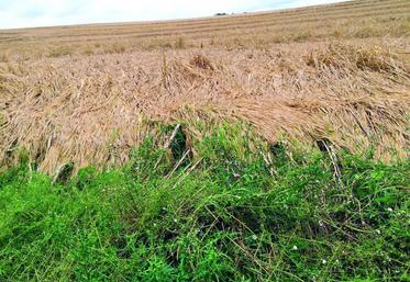 Les conditions climatiques du printemps 2016 ont fortement dégradé les récoltes.