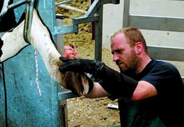 Les boiteries sont la troisième cause de réforme des vaches laitières.