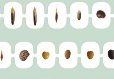 Les graines n’ont pas toutes le même poids, la même taille et la même densité.
