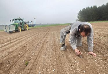 Soigner l’écartement entre deux rangs de semis et la profondeur sont des facteurs qui permettent d’améliorer la productivité de la culture de la betterave sucrière.